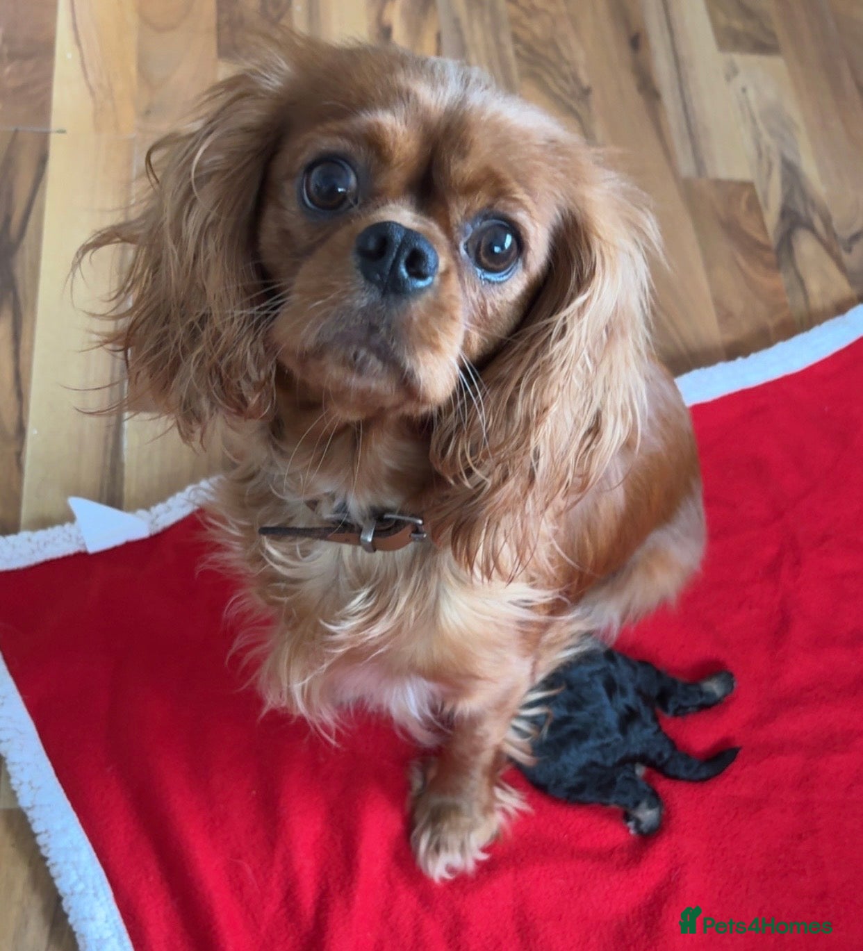 Cavalier King Charles Spaniel dogs Female Cavalier King Charles Spaniel - Advert 3