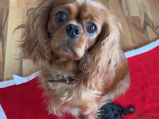 Cavalier King Charles Spaniel dogs Female Cavalier King Charles Spaniel - Advert 2