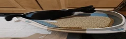 Domestic Shorthair cats for sale: Thunder and lightning  - Advert 7