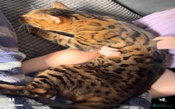 Bengal cats for sale: 11yr old Castrated Bengal male - Image 2