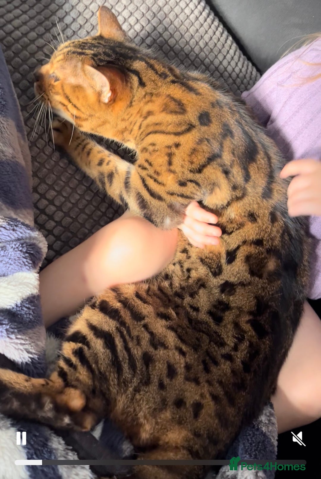 Bengal cats for sale: 11yr old Castrated Bengal male - Image 2