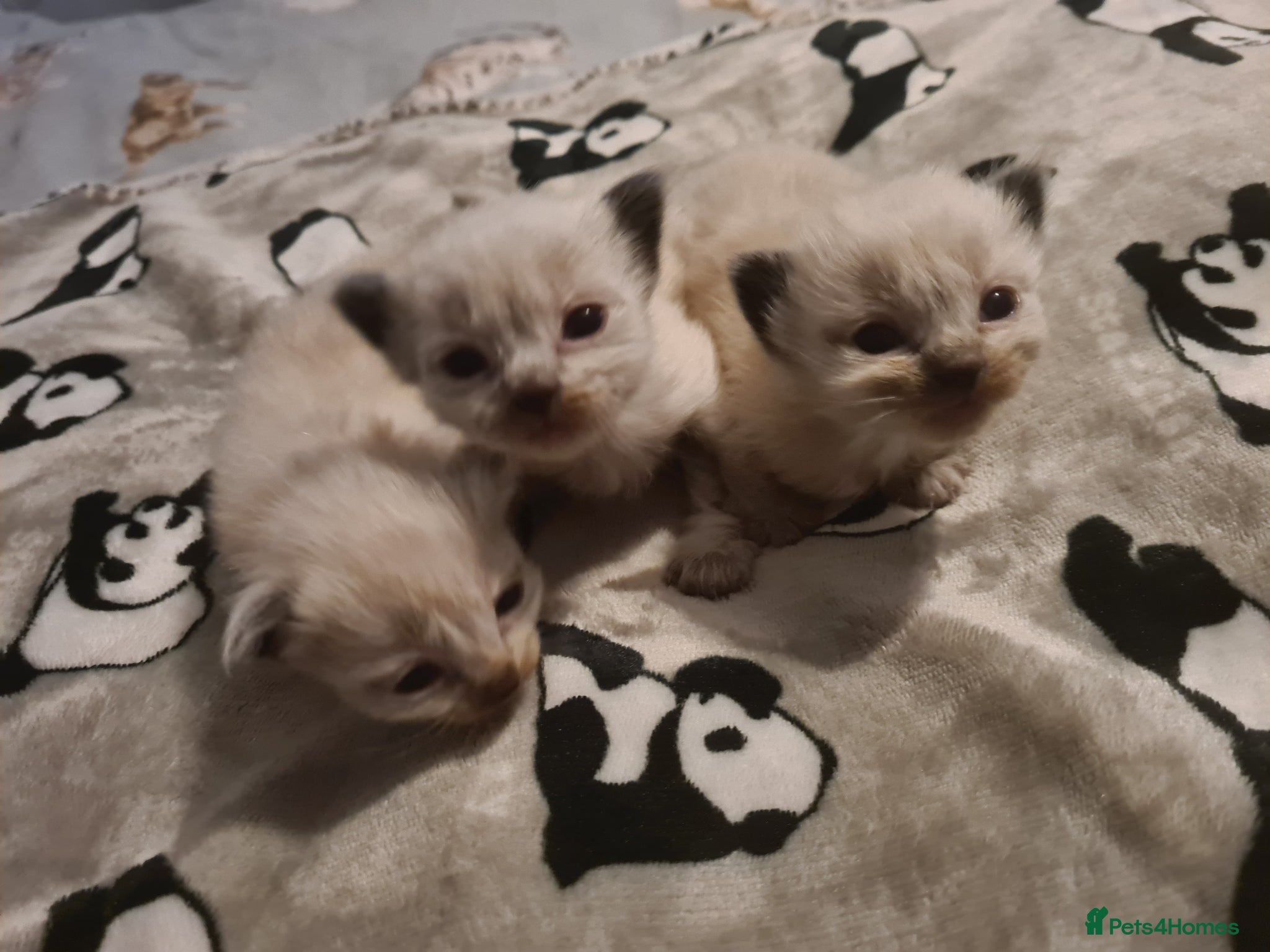 Ragdoll cats Ragdoll litter  - Advert 1