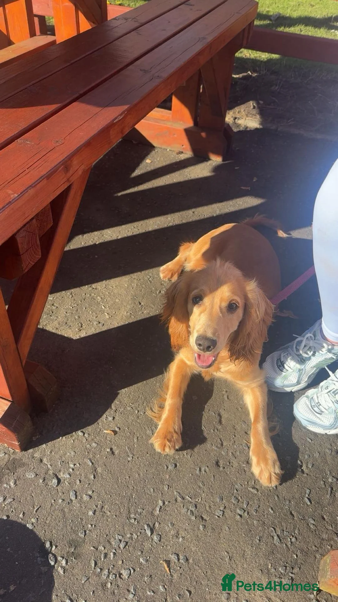 Cocker Spaniel dogs for sale: Working / show cocker spaniel  in Motherwell - Advert 3