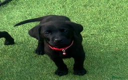Labrador Retriever dogs for sale: Labrador puppies  - Image 7