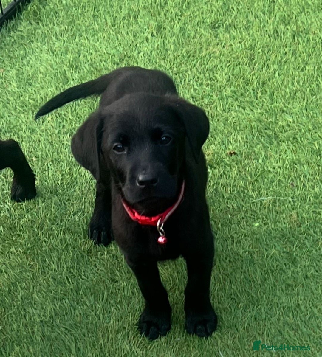 Labrador Retriever dogs for sale: Labrador puppies  - Image 7
