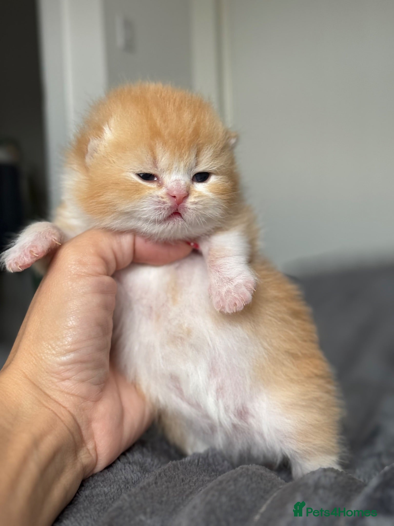 British Shorthair cats Stunning red bi colour gen ticked TICA reg (Sep ) - Advert 3