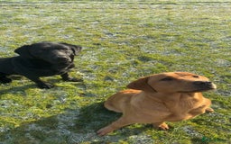Labrador Retriever dogs for sale: Lovely KC Labrador retrievers  - Image 11