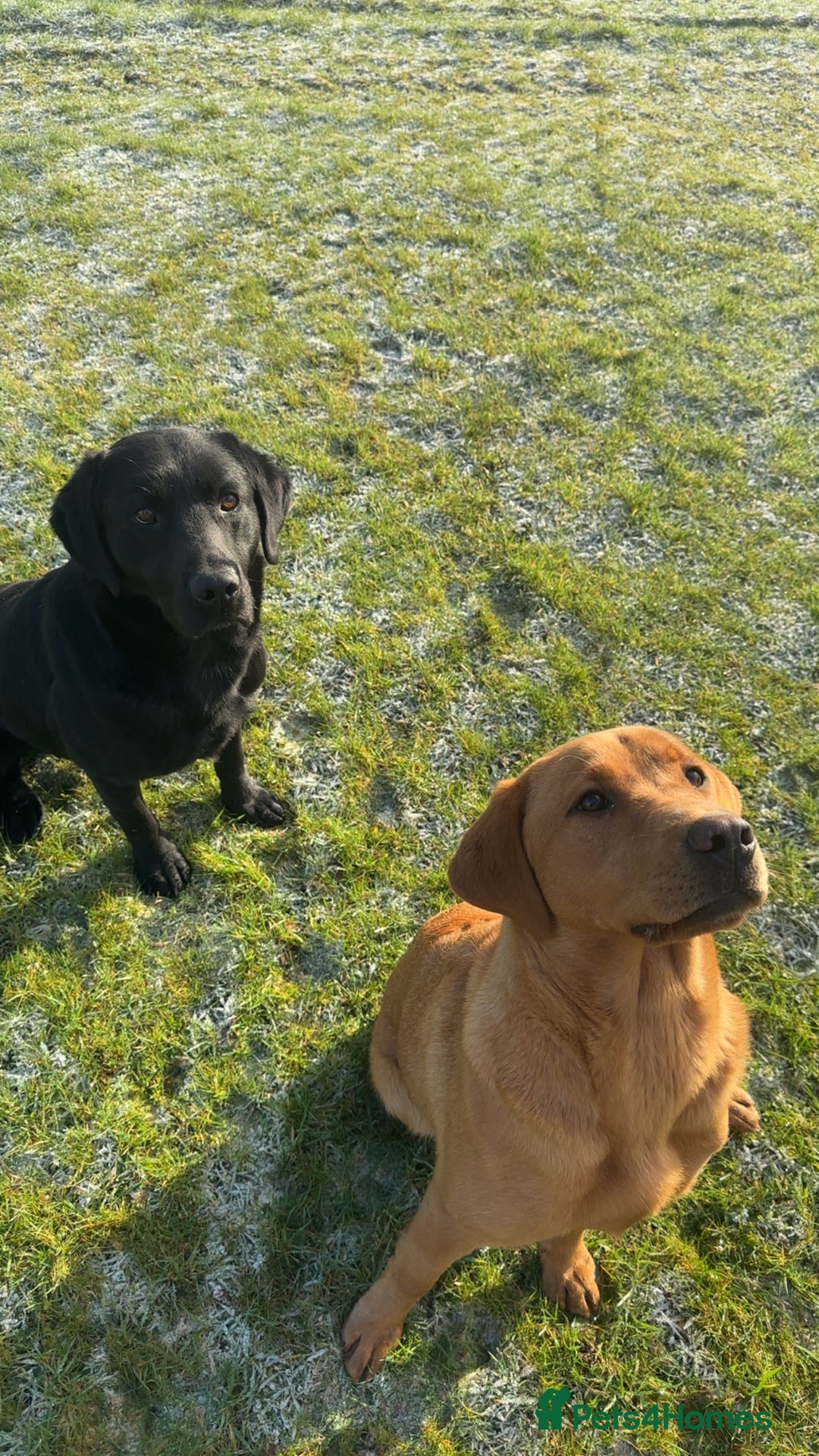Labrador Retriever dogs for sale: Lovely KC Labrador retrievers  - Image 11