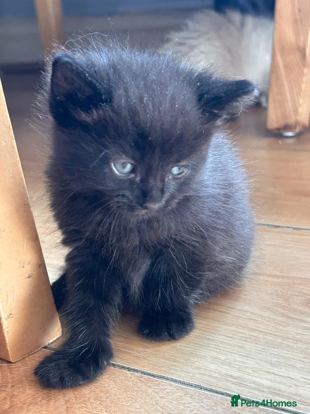 Mixed Breed cats for sale: Siamese x Maine coon kittens ready now.  - Advert 23