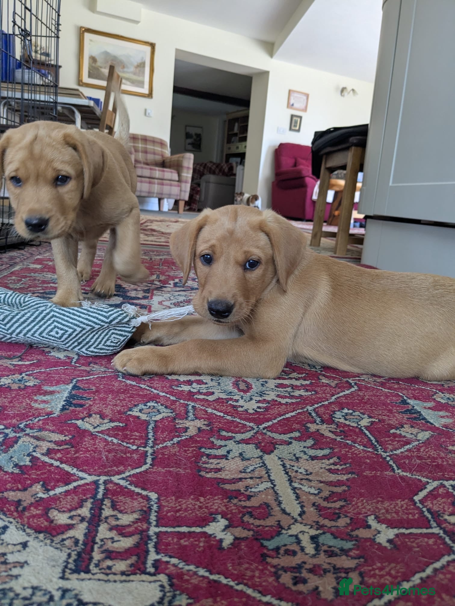 Labrador Retriever dogs KC registered yellow Labrador retriever puppies  - Advert 1