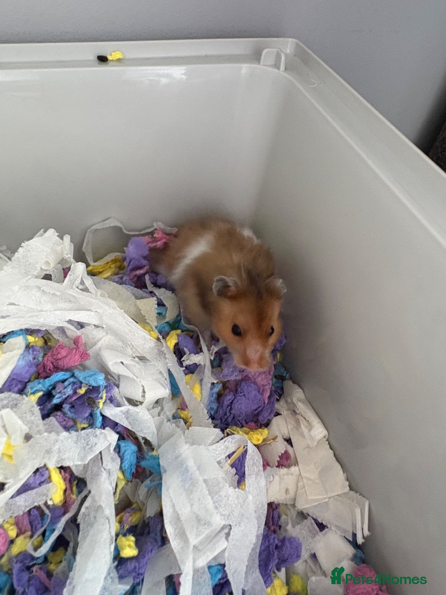 Hamster rodents Syrian Hamster Including Cage, Food, wool - Advert 2
