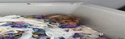 Hamster rodents for sale: Syrian Hamster Including Cage, Food, wool in Morecambe - Advert 2