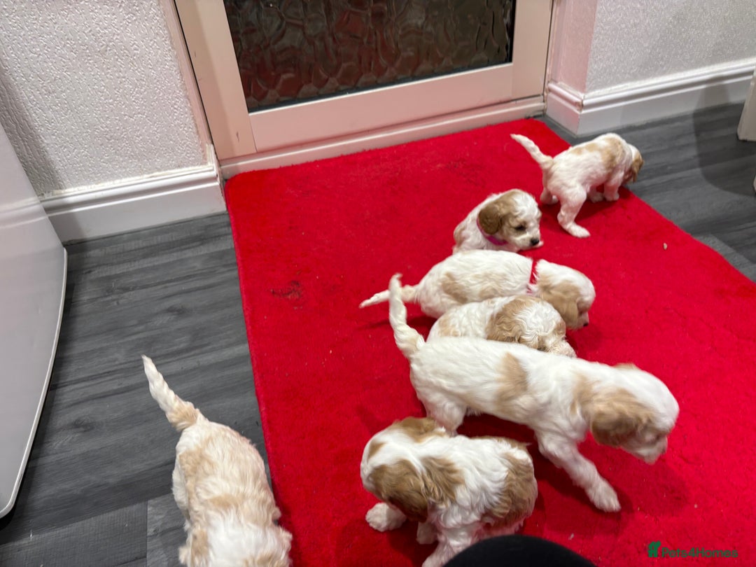 Cavapoo dogs for sale: Cavapoo  - Advert 9