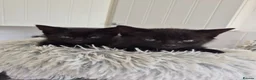 Mixed Breed cats for sale:  male kittens in Dumbarton - Advert 7
