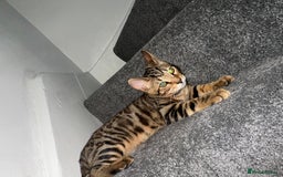 Bengal cats for sale: Indoor Bengal in London - Image 6