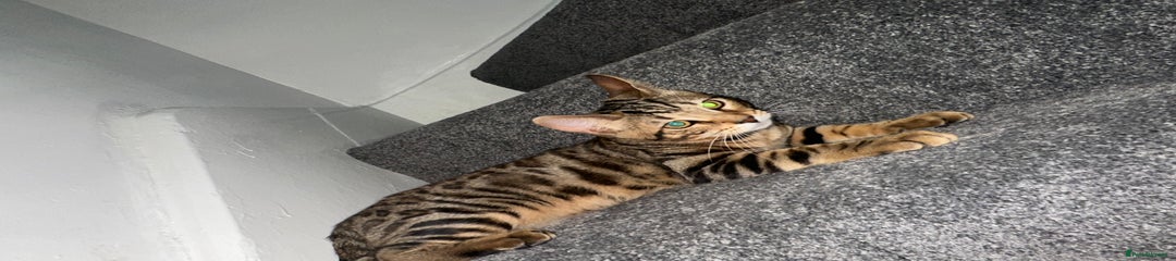 Bengal kitten male