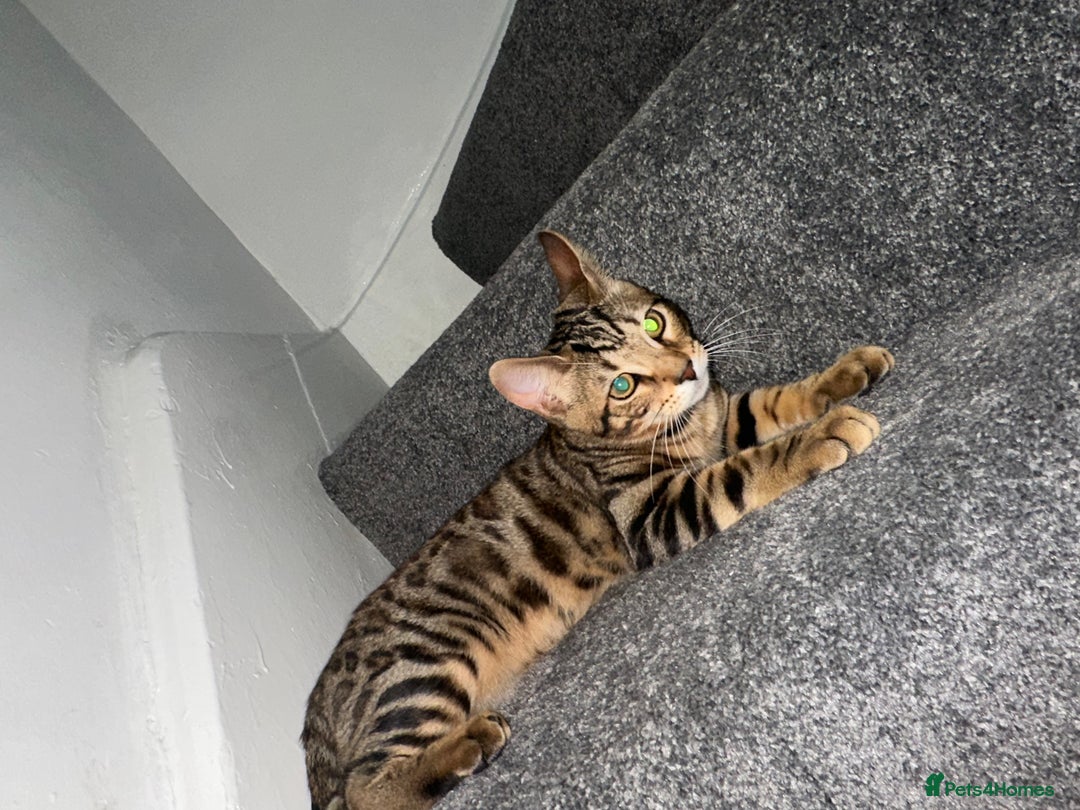 Bengal cats for sale: Indoor Bengal in London - Image 6