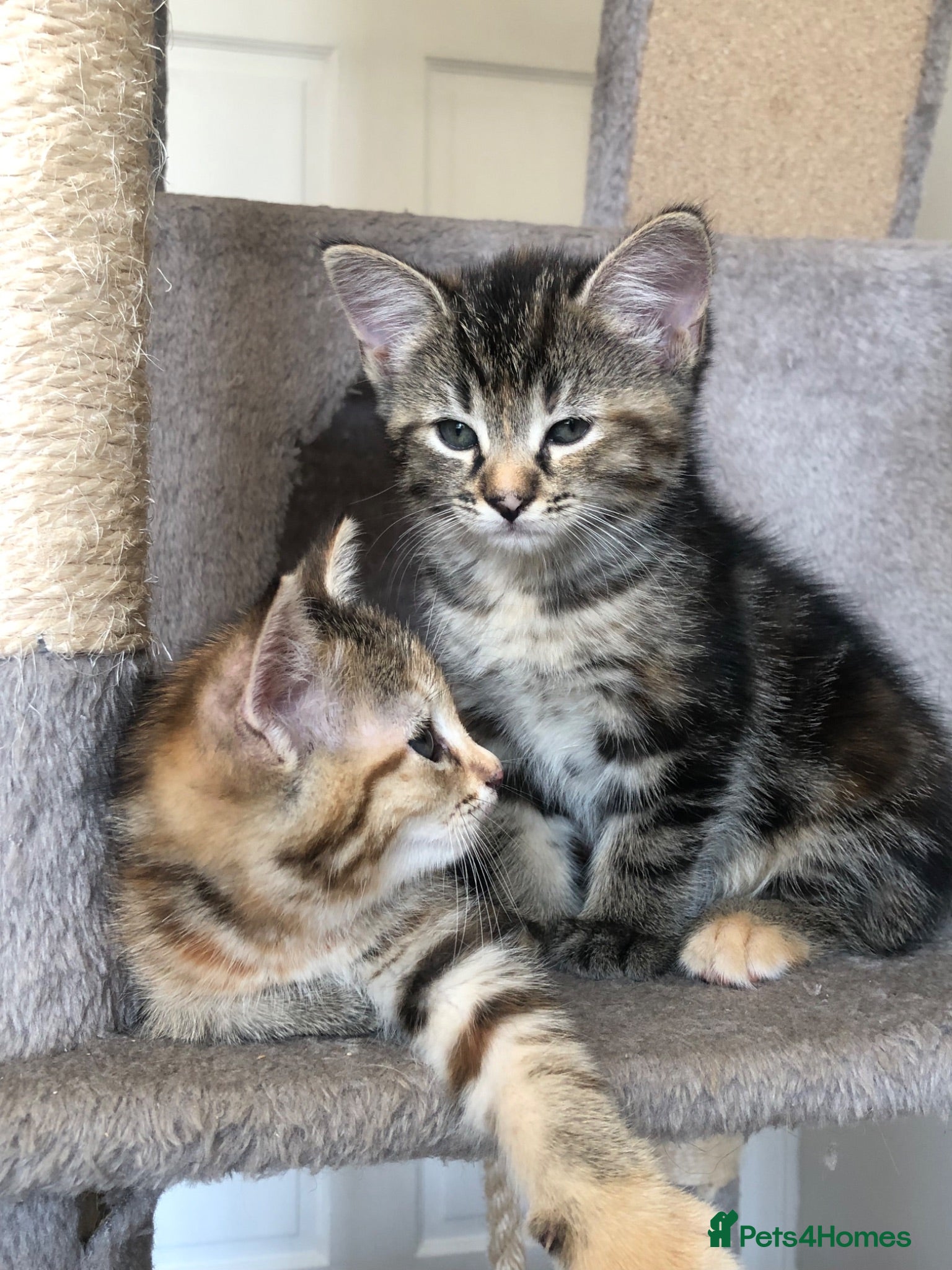 Mixed Breed cats Two beautiful kittens for sale - Advert 1