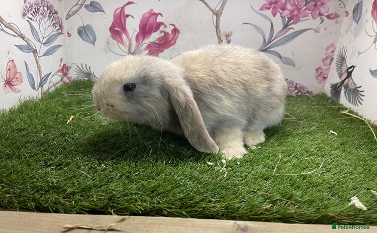 Mini Lop rabbits - Advert 2