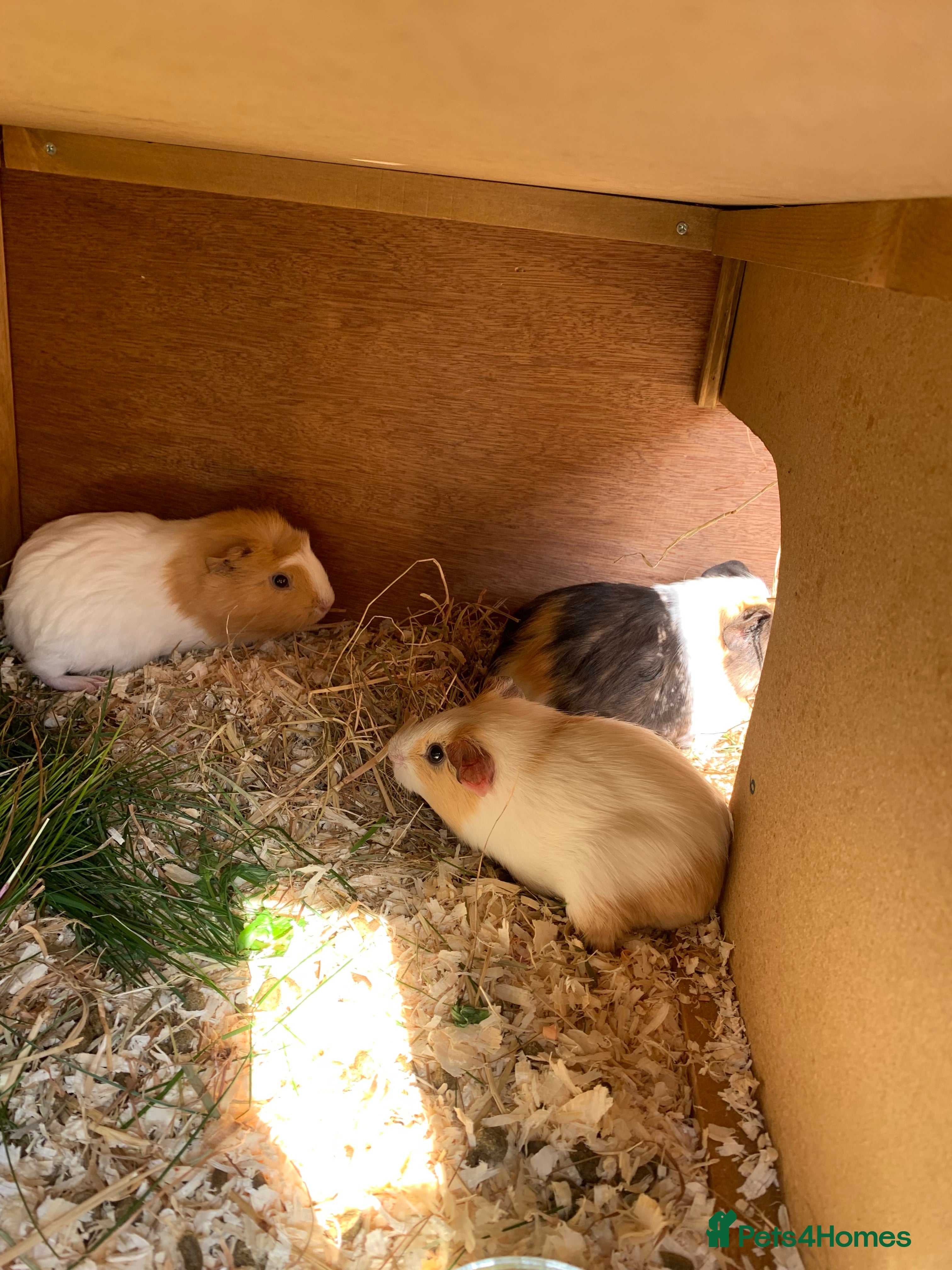 Guinea Pig rodents Guinea pig  - Advert 19