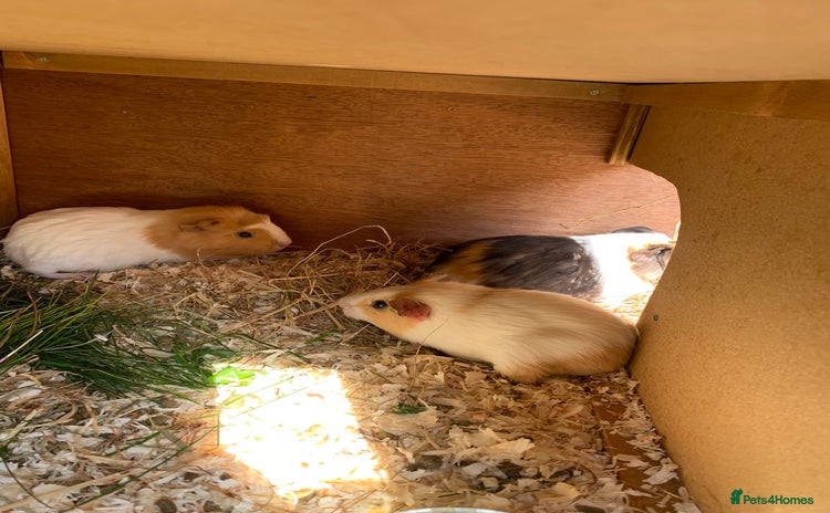 Guinea Pig rodents - Advert 3
