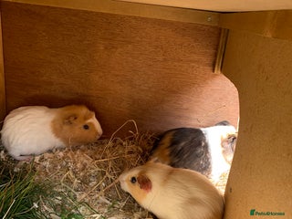 Guinea Pig rodents - Advert 25