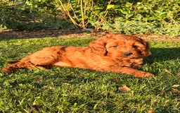 Cavapoo dogs for sale: F1 Cavapoo Girl Ready Now  - Image 4