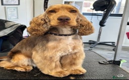 Cocker Spaniel dogs for sale: KC Show Cocker Spaniel boy  ready now - Image 7