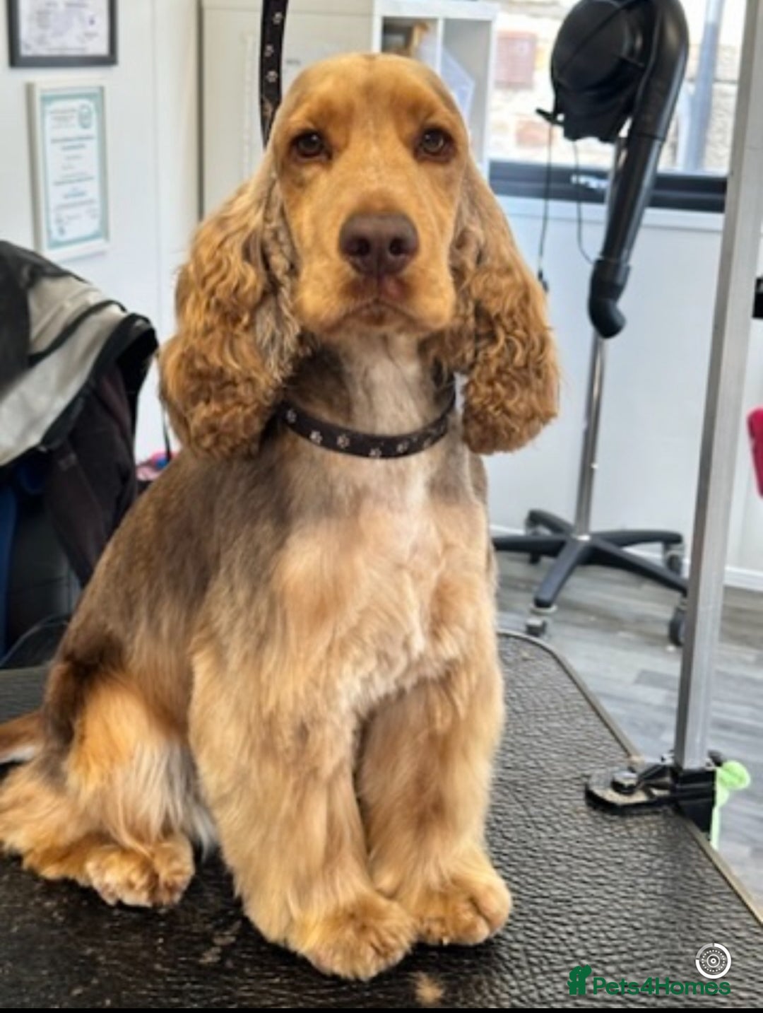 Cocker Spaniel dogs for sale: KC Show Cocker Spaniel boy  ready now - Image 7