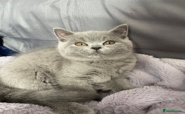 British Shorthair cats - Advert 5