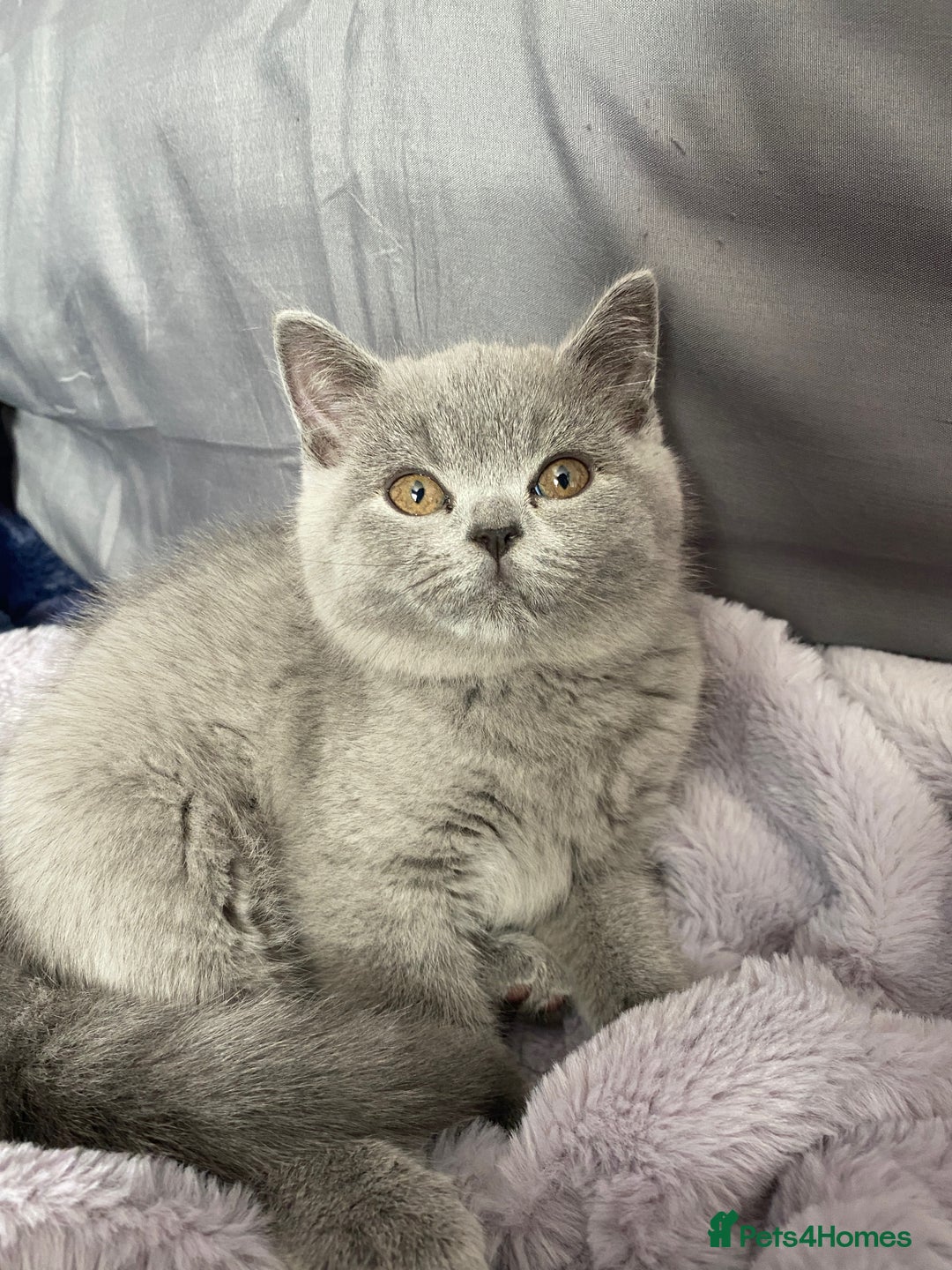 British Shorthair cats for sale: Beautiful litter of baby blues ready  - Image 1