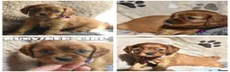 Cavalier King Charles Spaniel dogs for sale: Health Tested Parents-beautiful puppies - Advert 21