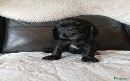 Cocker Spaniel dogs for sale:  show type spaniel puppies health tested parents  - Image 4