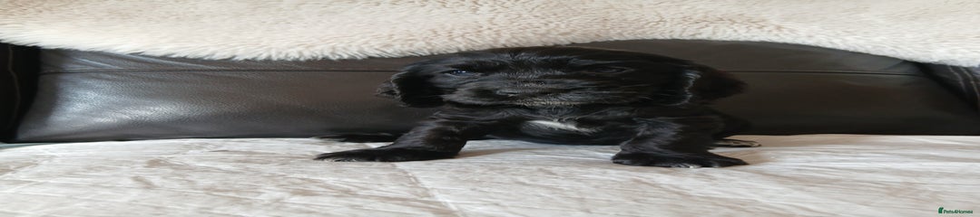 Black girl 2