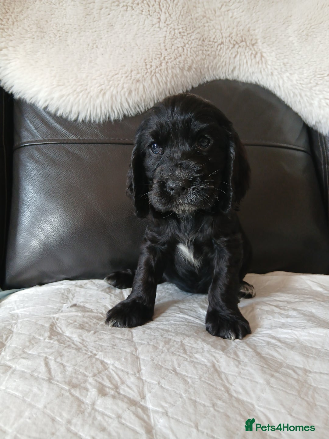 Cocker Spaniel dogs for sale:  show type spaniel puppies health tested parents  - Image 4