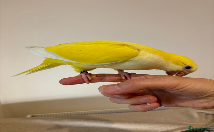 Parrots birds - Advert 10