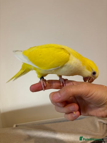 Parrots birds - Advert 13