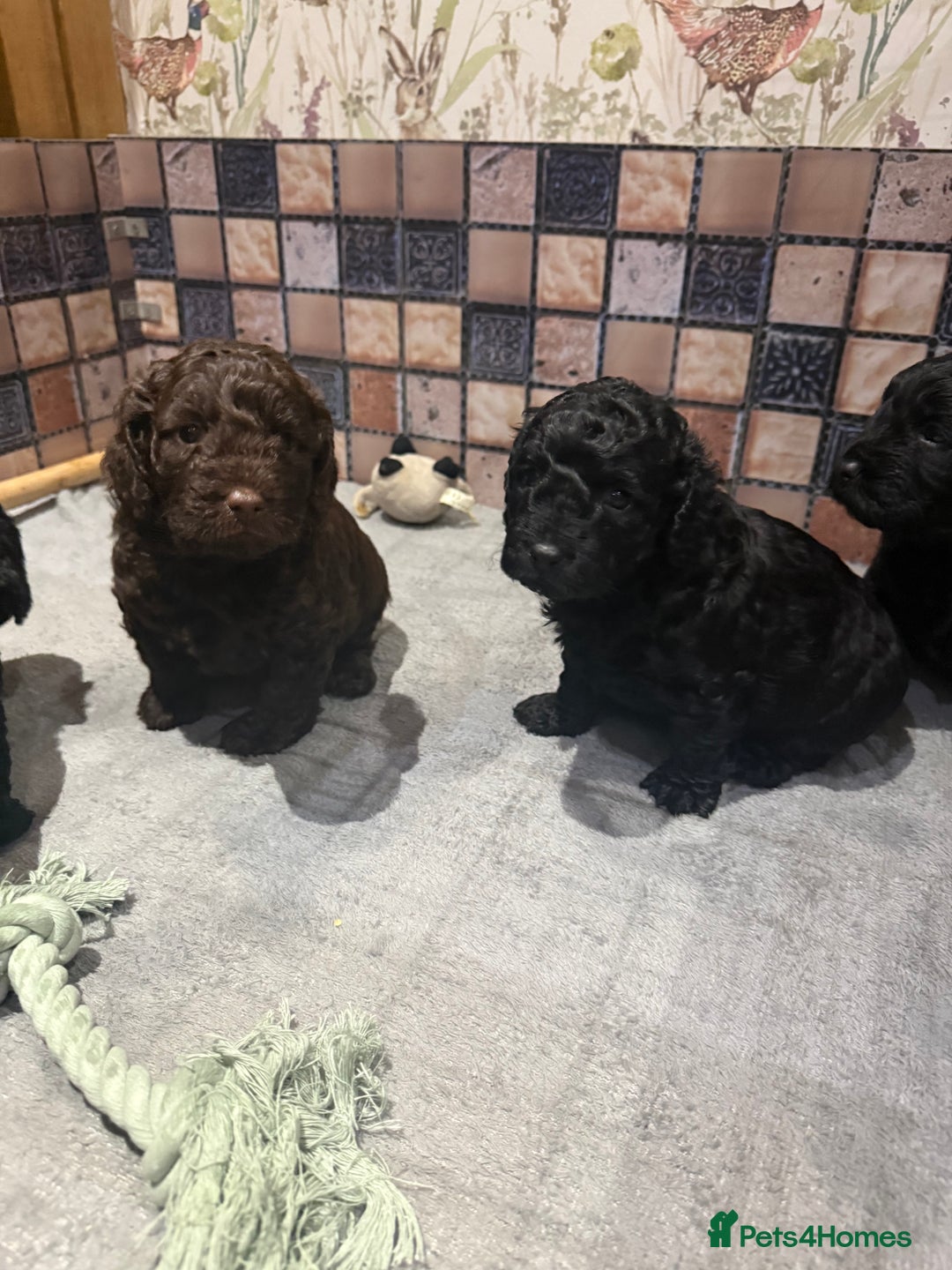 Cockapoo dogs for sale: Cockapoo puppies - Advert 9