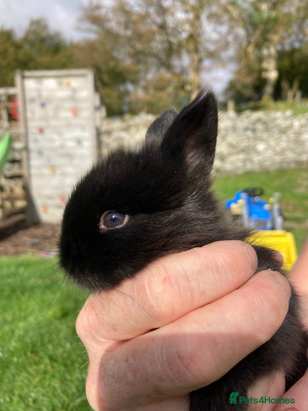 Netherland Dwarf rabbits for sale: Beautiful netherland dawf lop bunnies  - Image 5