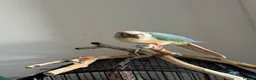 Conures birds for sale: Friendly Conure for Sale - Advert 4