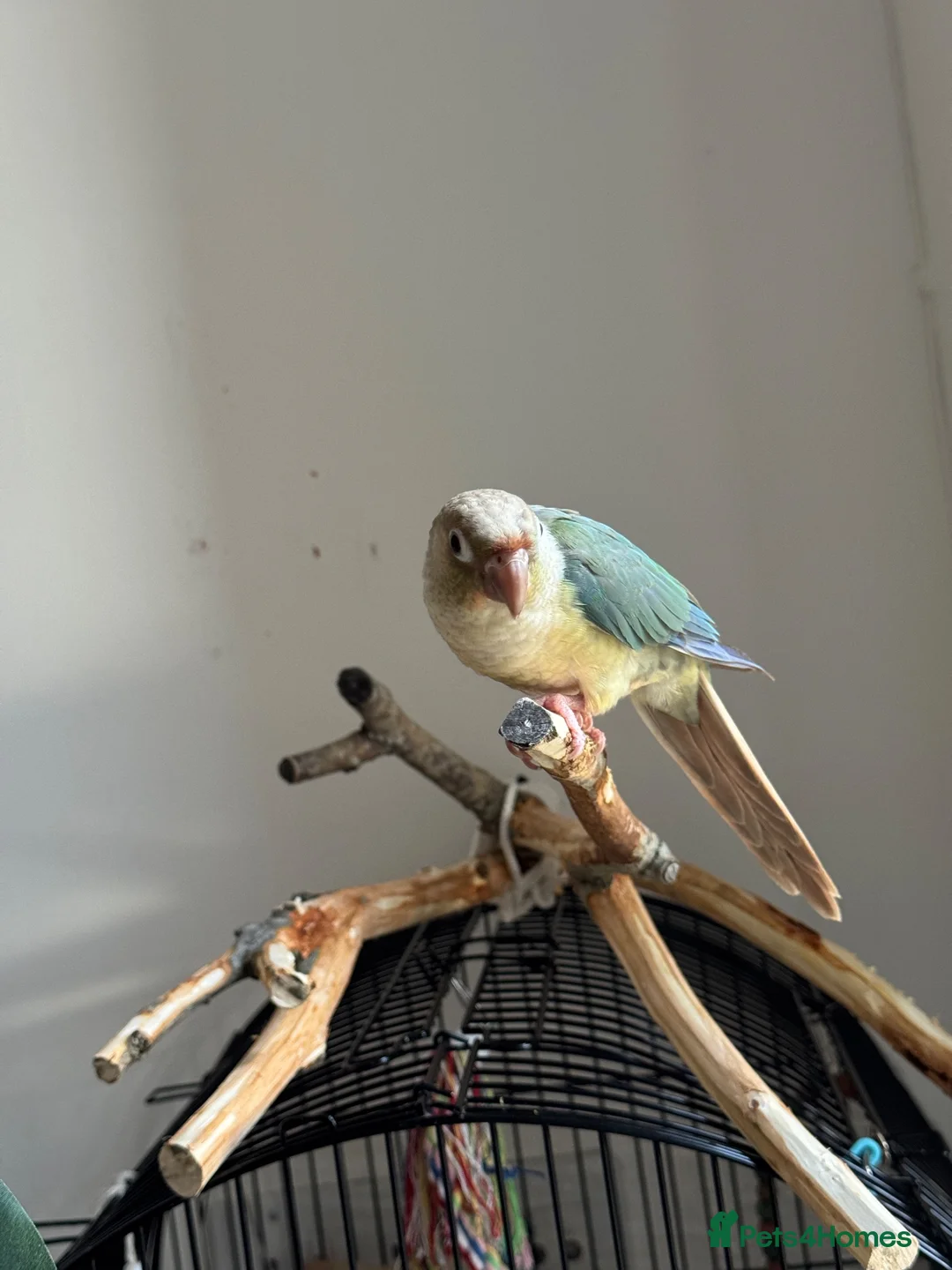 Conures birds for sale: Friendly Conure for Sale - Advert 4