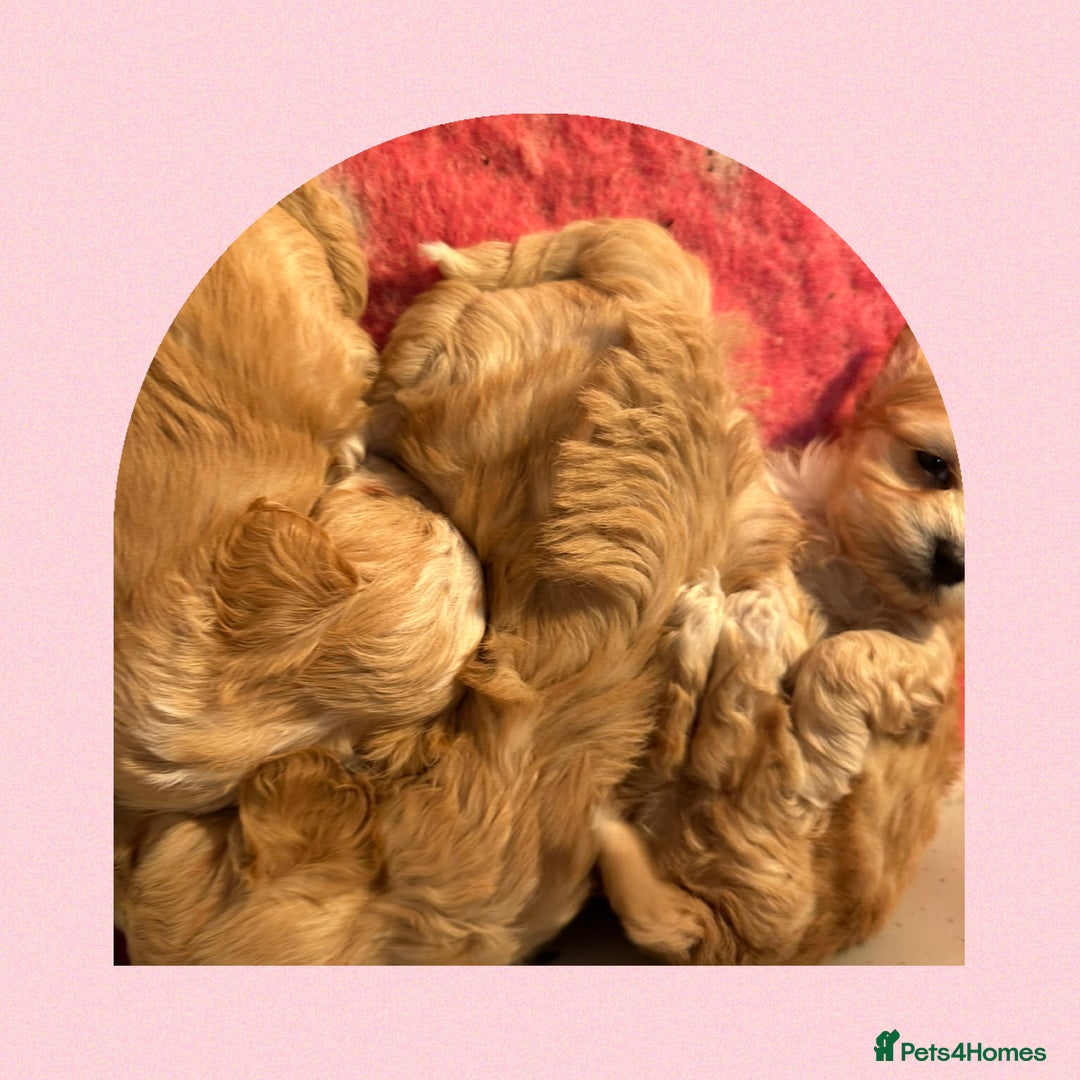 Maltipoo dogs for sale: F1 Tiny Maltipoo champagne puppies - Advert 2