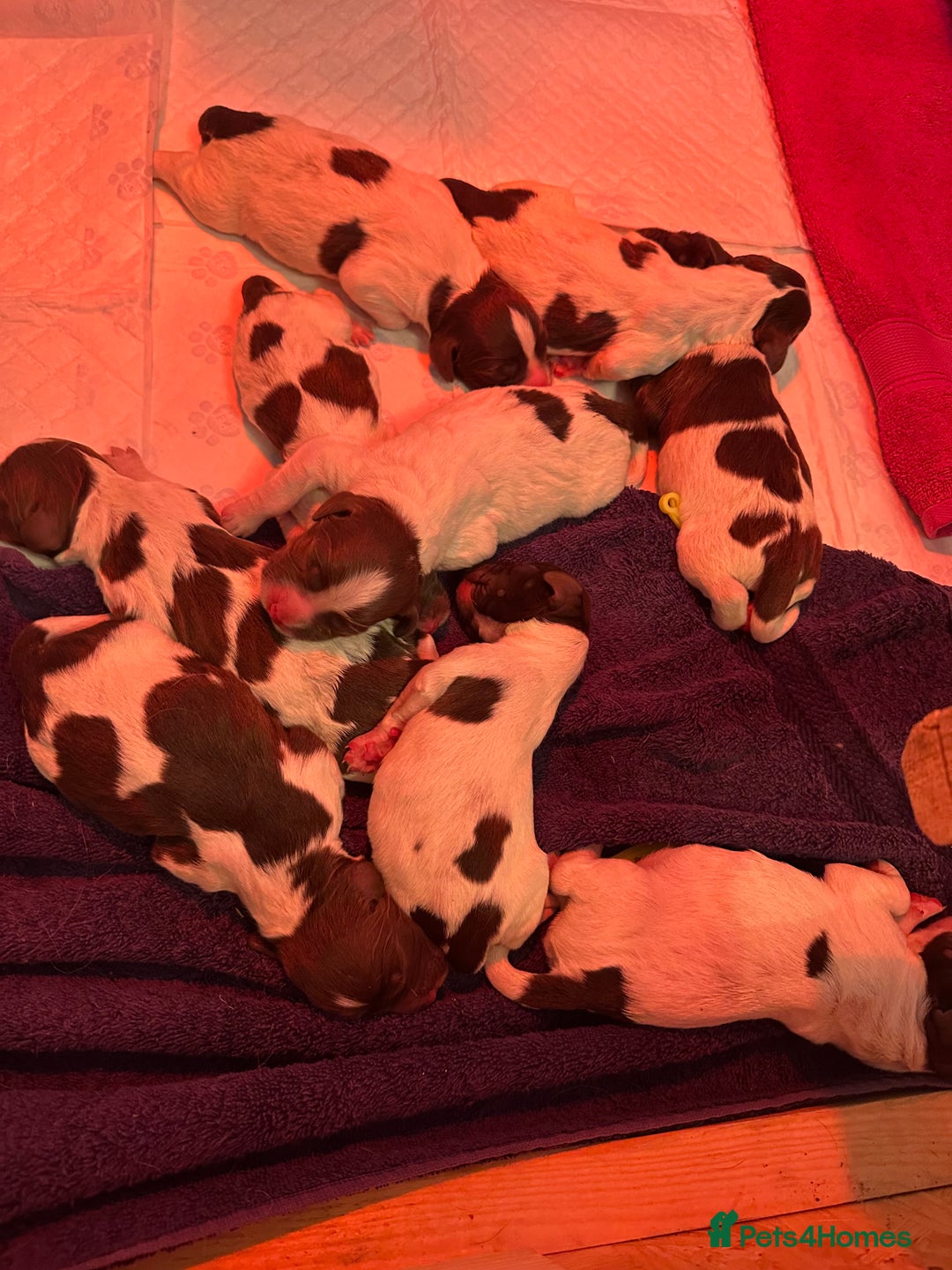 English Springer Spaniel dogs for sale: KC registered English Springer Spaniel puppies - Image 3