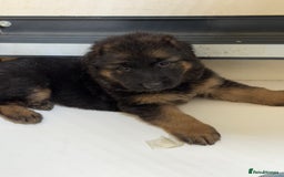 German Shepherd dogs for sale: TOP QUALITY SHOW LINES  - Image 21