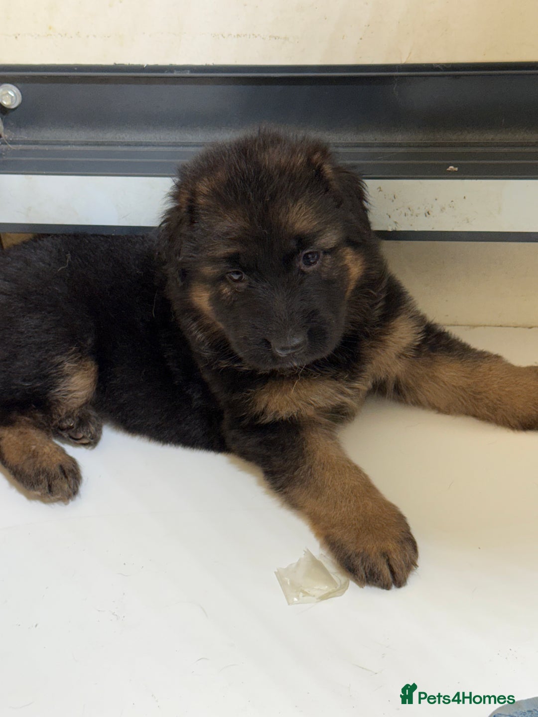 German Shepherd dogs for sale: TOP QUALITY SHOW LINES  - Image 21