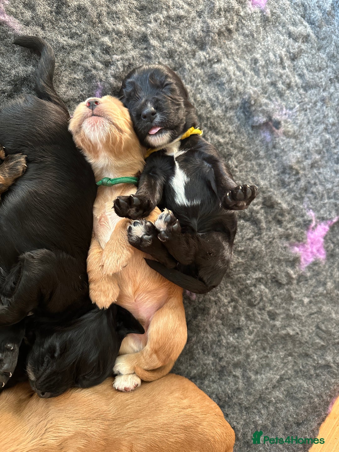 Cocker Spaniel dogs for sale: Upcoming Litter: KC Working Cocker Puppies - Image 24