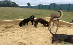 Mixed Breed dogs for adoption: 🍪Cookie🍪 for adoption, fostered in GLOUS - Image 7