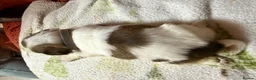 Shih Tzu dogs for sale: Shih Tzu puppies - Advert 6