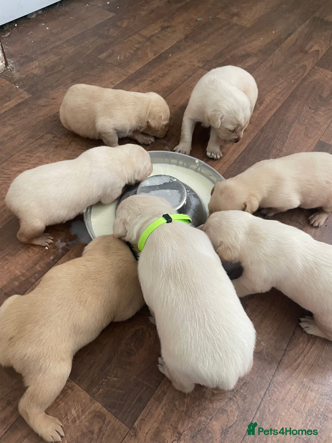 Labrador Retriever dogs for sale: Labrador puppies 5 gen pedigree health tested - Image 34