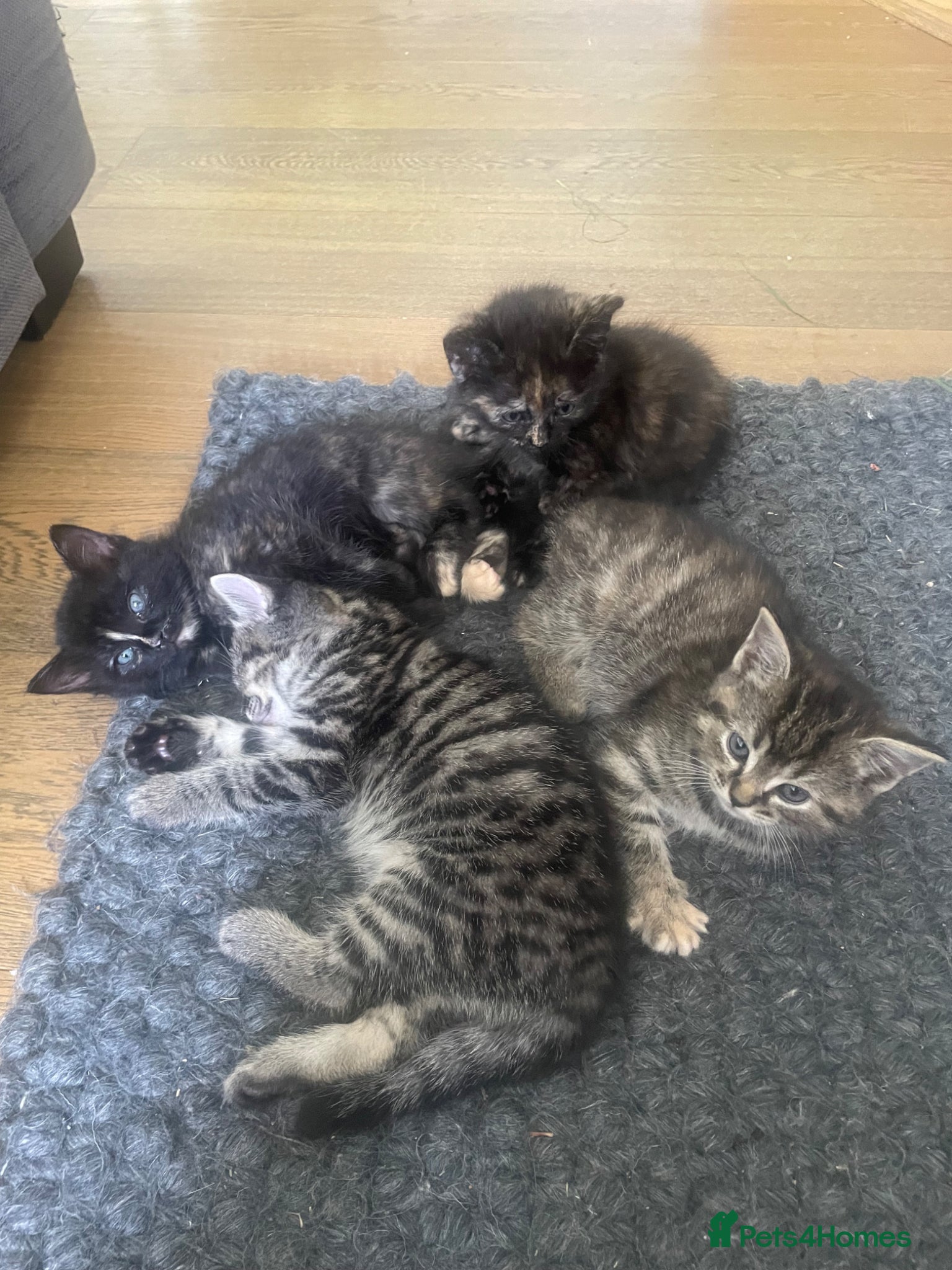 Mixed Breed cats Ragdoll x kittens  - Advert 2